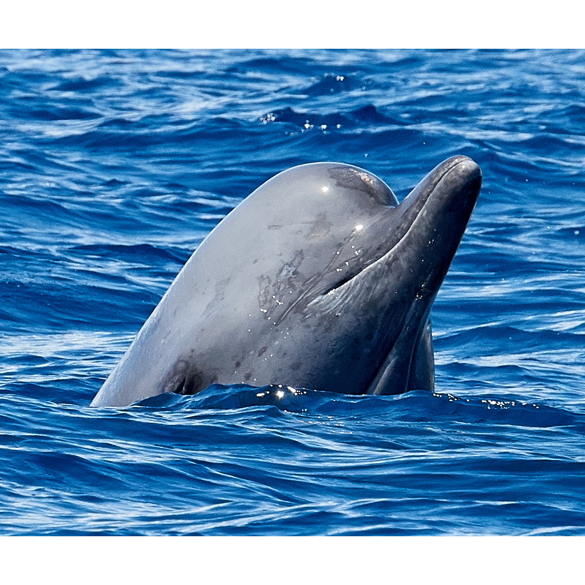 Высоколобый бутылконос (Hyperoodon ampullatus) Фото №10