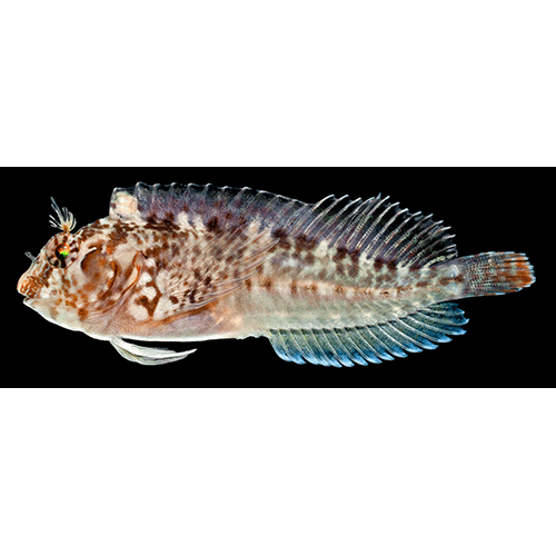 Род Hypleurochilus фото