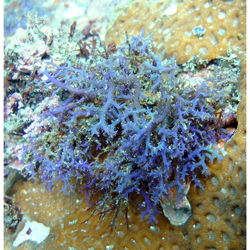 Семейство Hypneaceae фото