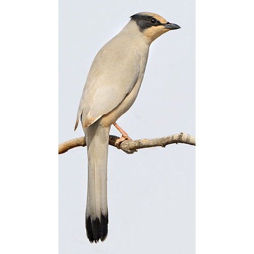 Семейство Hypocolidae  фото