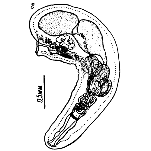 Семейство Hypoechinorhynchidae фото