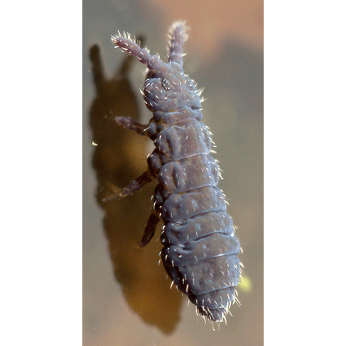 Семейство Hypogastruroidea фото