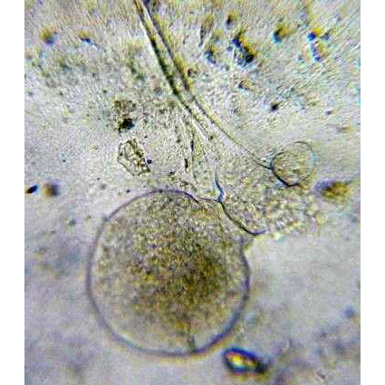 Семейство Hypophorellidae фото
