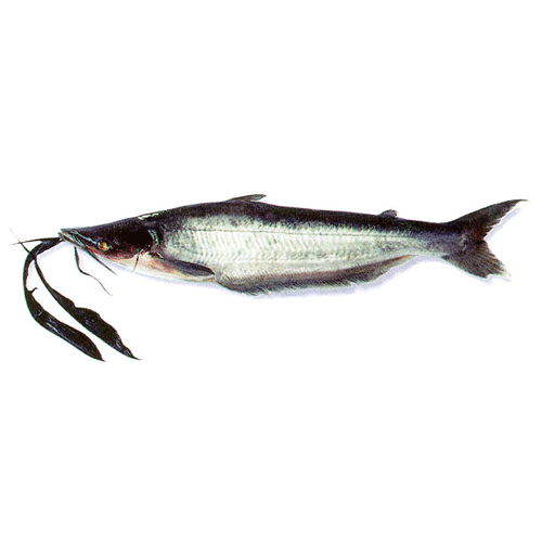 Род Hypophthalmus фото