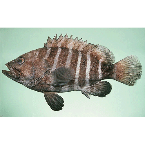 Род Hyporthodus фото