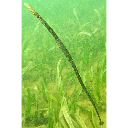 Род Hypselognathus фото
