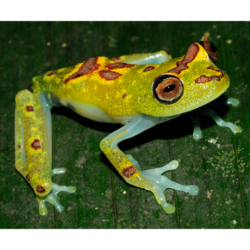  Род Hypsiboas  фото