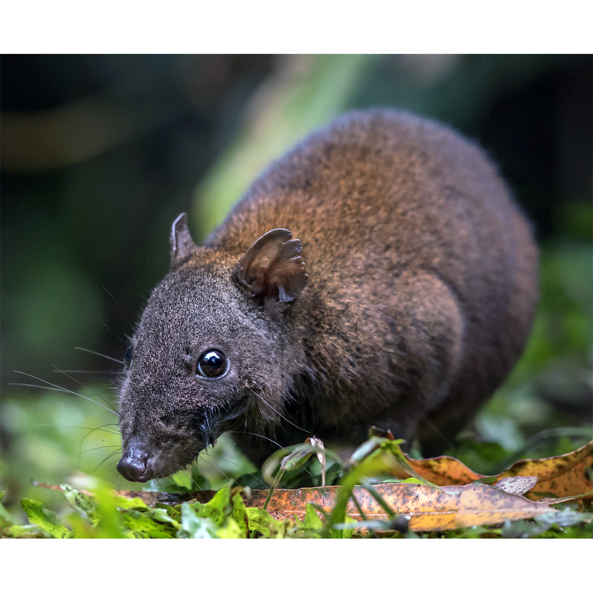 Мускусная кенгуровая крыса (Hypsiprymnodon moschatus) Фото №10