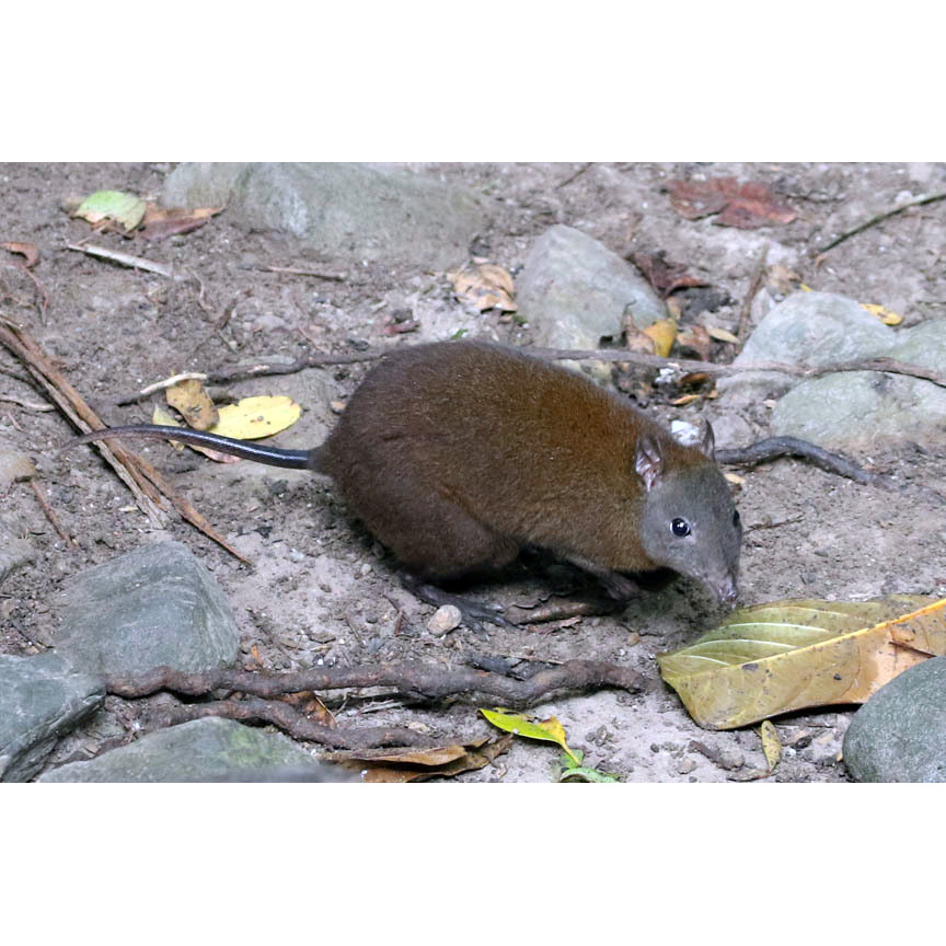Мускусная кенгуровая крыса (Hypsiprymnodon moschatus) Фото №3