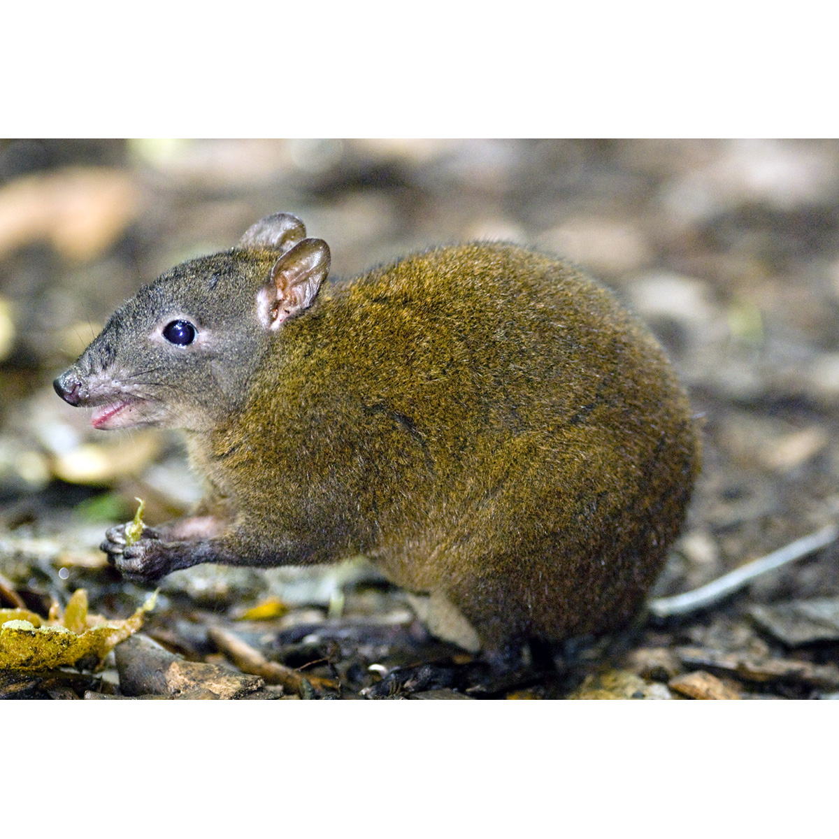 Мускусная кенгуровая крыса (Hypsiprymnodon moschatus) Фото №6