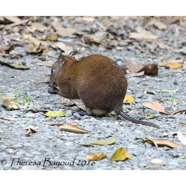Мускусная кенгуровая крыса (Hypsiprymnodon moschatus) Фото №7
