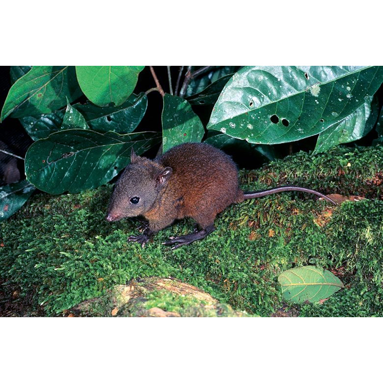 Мускусная кенгуровая крыса (Hypsiprymnodon moschatus) Фото №9