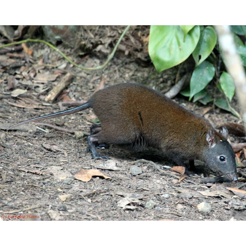 Мускусная кенгуровая крыса (Hypsiprymnodon moschatus) Фото №1