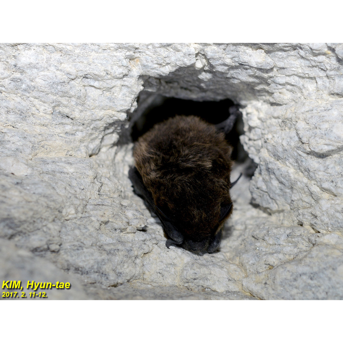 Alashanian Pipistrelle (Hypsugo alaschanicus) Фото №2