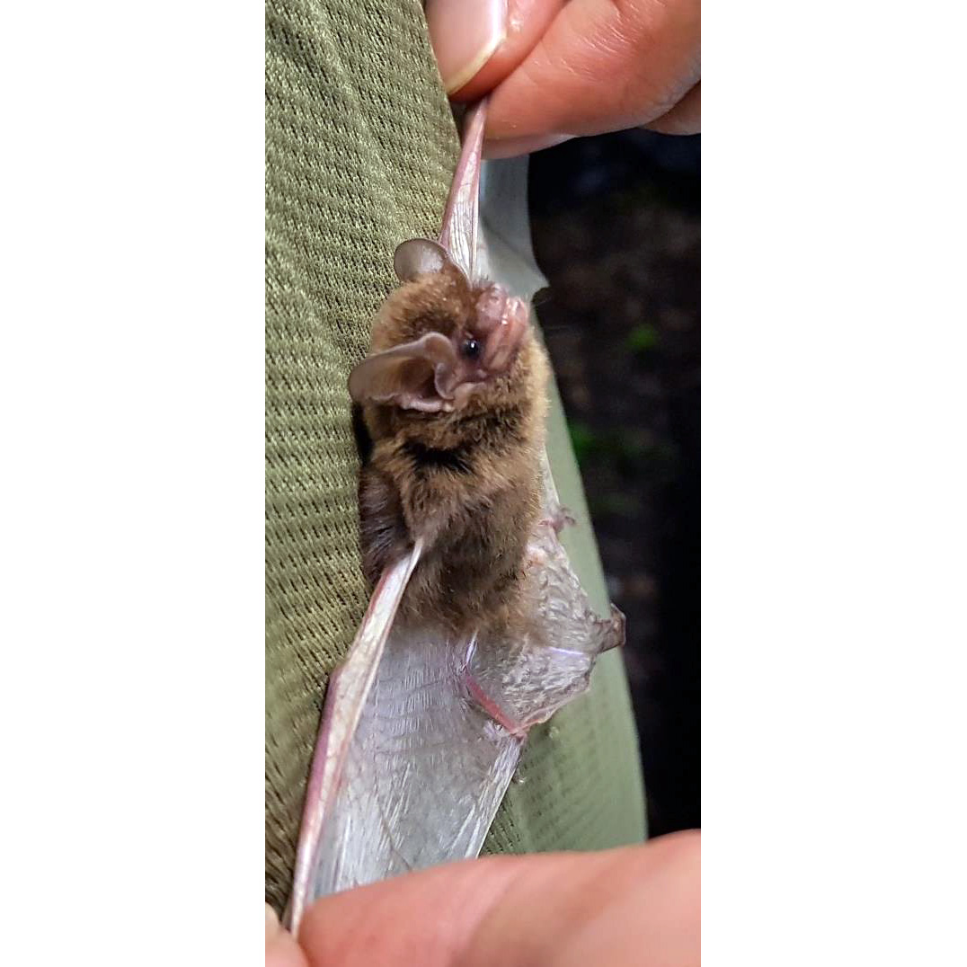 Big Eared Pipistrelle (Hypsugo macrotis) Фото №2