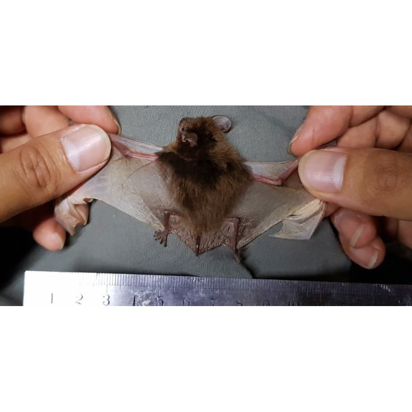 Big Eared Pipistrelle (Hypsugo macrotis) Фото №3