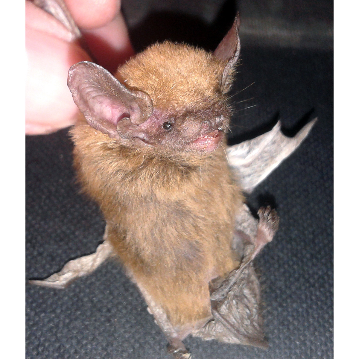 Big Eared Pipistrelle (Hypsugo macrotis) Фото №4