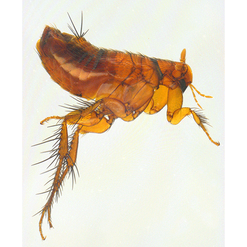 Семейство Hystrichopsylloidea фото