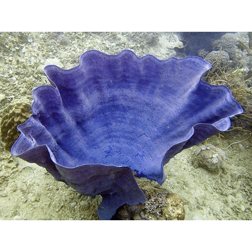 Семейство Ianthellidae  фото
