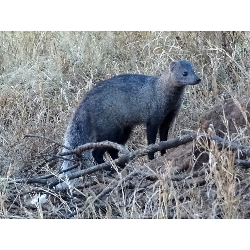 Белохвостый мангуст (Ichneumia albicauda) Фото №4