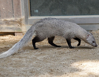 Ichneumia albicauda albicauda