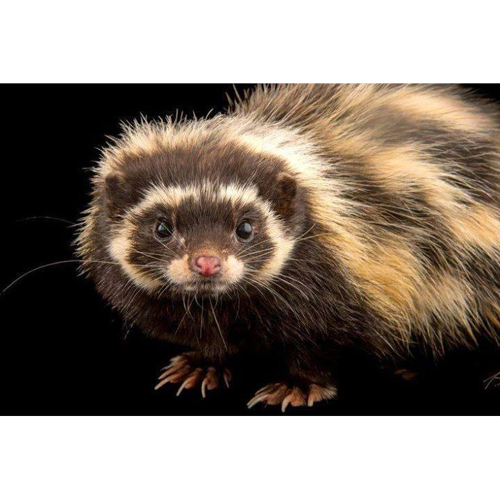 Африканский хорек (Ictonyx striatus) Фото №10