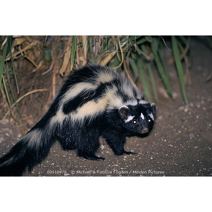 Африканский хорек (Ictonyx striatus) Фото №3