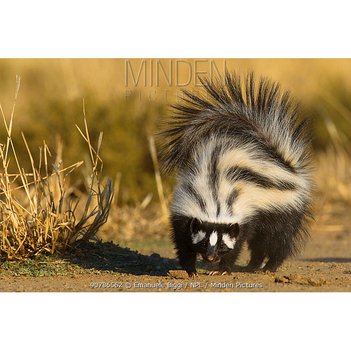 Африканский хорек (Ictonyx striatus) Фото №4