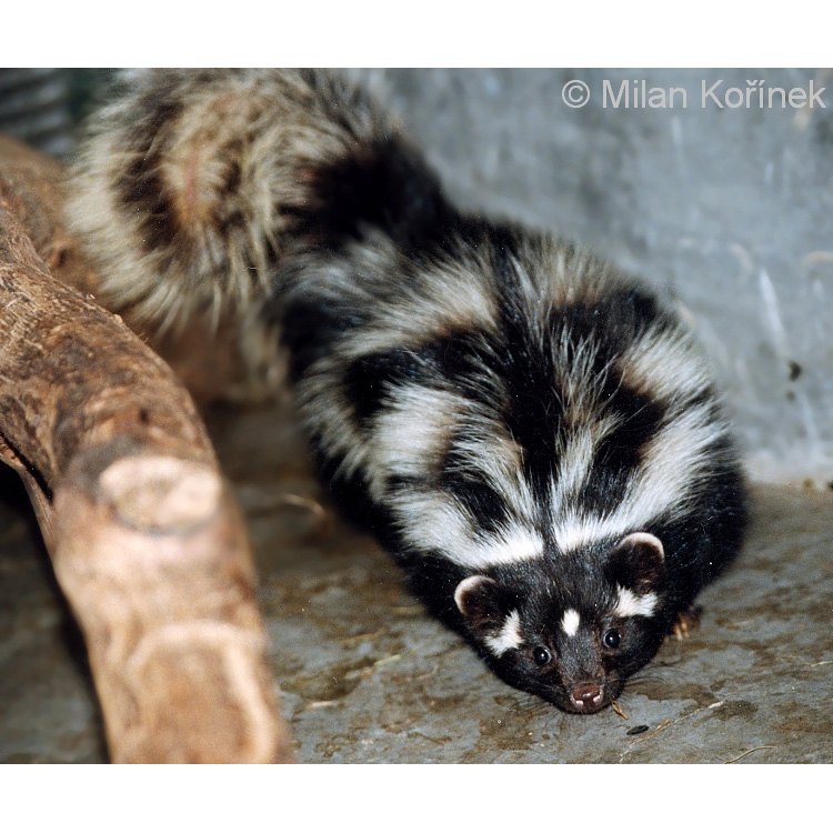 Африканский хорек (Ictonyx striatus) Фото №6