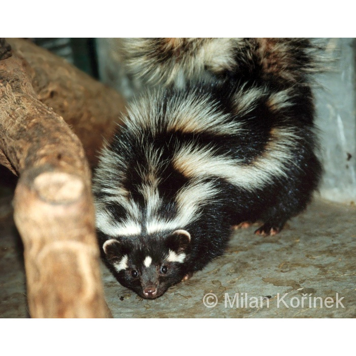 Африканский хорек (Ictonyx striatus) Фото №7