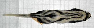 Ictonyx striatus albescens
