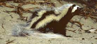 Ictonyx striatus erythreae
