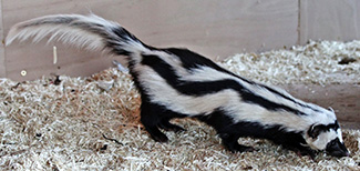 Ictonyx striatus striatus