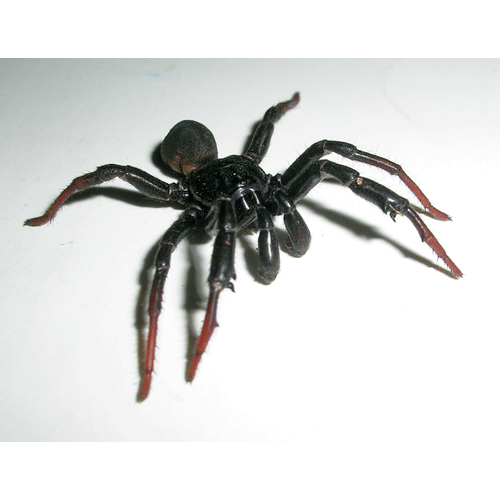 Семейство Idiopidae фото
