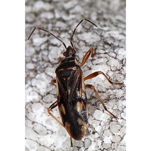 Семейство Idostoloidea фото
