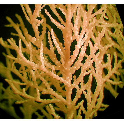 Семейство Ifalukellidae  фото