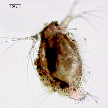 Семейство Ilyocryptidae фото