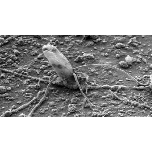 Семейство Immergentiidae фото
