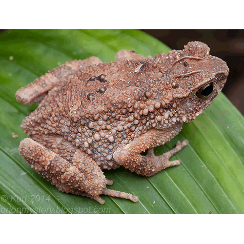  Род Ingerophrynus  фото