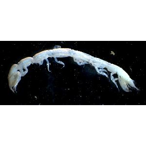 Семейство Ingolfiellidae фото