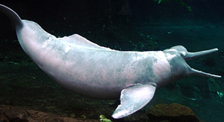 Inia geoffrensis humboldtiana