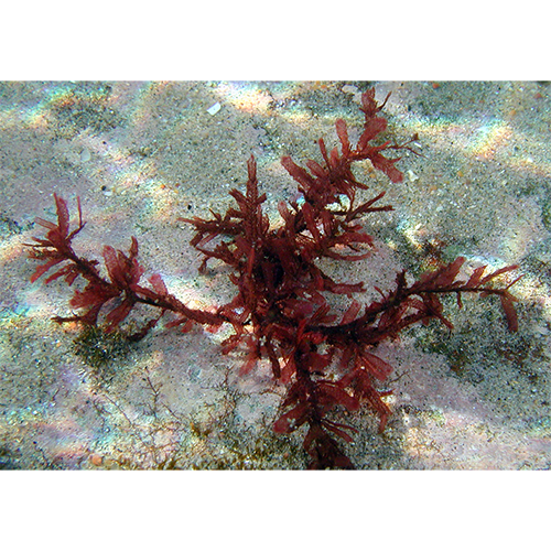 Семейство Inkyuleeaceae фото