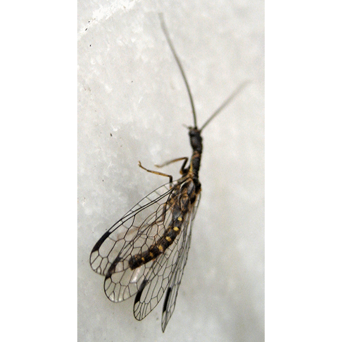Семейство Inocelliidae фото