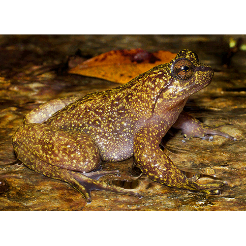  Род Insuetophrynus  фото