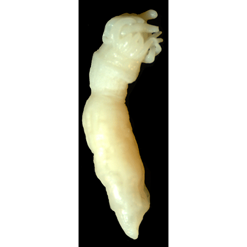 Семейство Iosactiidae  фото