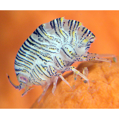 Семейство Iphimediidae фото