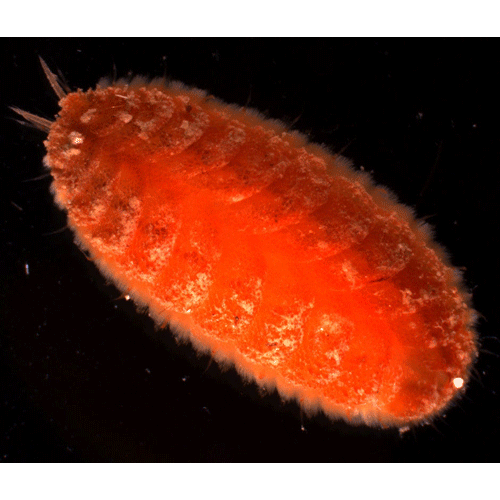 Семейство Iphionidae фото