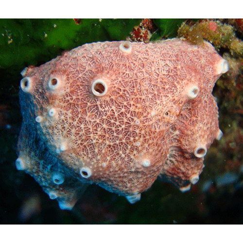 Семейство Irciniidae  фото