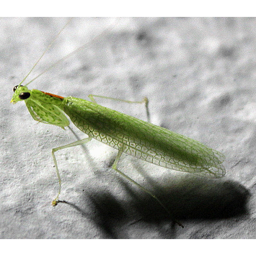 Семейство Iridopterygidae фото