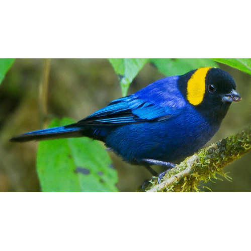 Род Iridosornis  фото